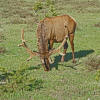 Elk Rack