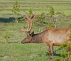 ELK