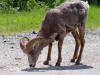Bighorn Sheep at Banff National Park, Alberta, Canada