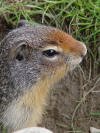 Columbian Ground Squirrel