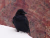 Raven in snow at Grand Canyon