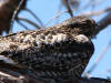Common Nighthawk