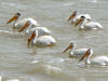 White pelicans at Grand Tetons