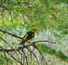 Western Tanager