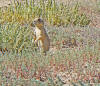 Prairie Dog