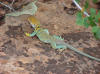 Collared Lizard at Colorado National Monument