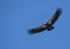 Big Sur California Condor