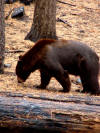 Black bear in Sequoia National Park