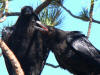Ravens at Bryce Canyon National Park