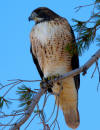Hawk on Sentinel Dome in Yosemite
