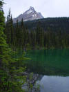 Horn in Yoho National Park