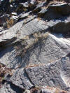 Glacial striations at Devils Postpile, CA