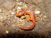 Ensatina