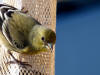 Lesser goldfinch