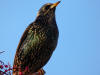 European Starling