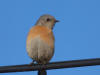 Western Bluebird, female