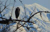 Blue Heron at Silver Lake and Mt St Helens