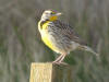 Western Meadowlark