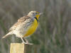 Western Meadowlark