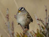 White Crowned Sparrow