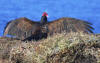Turkey Vulture