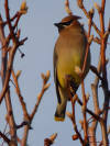Cedar Waxwing