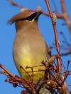 Cedar Waxwing