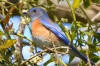 Western Bluebird