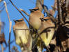 Cedar Waxwings
