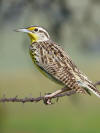 Western Meadowlark at Hornitos, CA