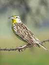 Western Meadowlark at Hornitos, CA