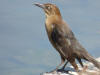 Female Great-tailed Grackle