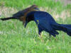 Male Great-tailed Grackle in Turlock, CA