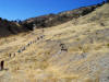 Fairview Peak fault scarp from 1954 earthquake in central Nevada (Mag 7.1-7.3)