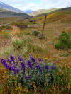 Linear Valley near Gorman