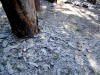 Dust from the Ahwiyah Point rock fall