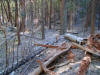 Fallen trees near Ahwiyah Point rock fall