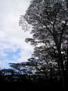 DSC01288 Albizea trees.jpg (286303 bytes)