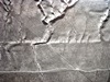 San Andreas fault on Carrizo Plains