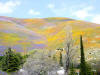 Flowers at Gorman CA