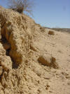 Vertical scarp face from the 1992 Landers earthquake