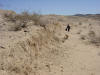 Scarp from the 1992 Landers earthquake