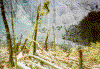 Destroyed trees in the air blast zone