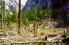 Broken tree trunks in the air blast zone at Happy Isles